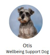 Otis - The Wellbeing Support Dog